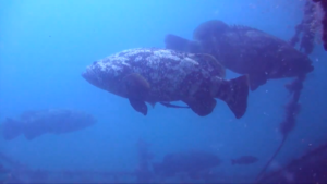 image of goliath grouper fish 