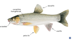image of carp fish