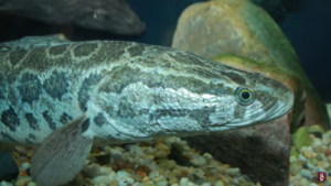 image of snake head fish