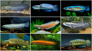 species of snakehead fish