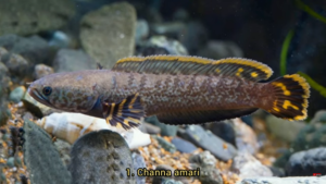 image of snakehead fish