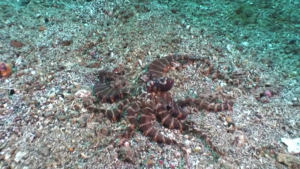 mimic octopus 