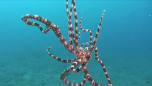 image of mimic octopus 
